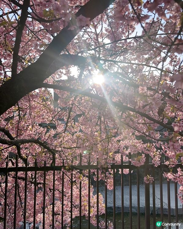 🌸【京都】賞河津櫻首選🌸