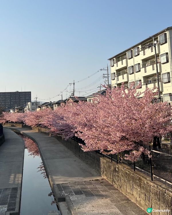 🌸【京都】賞河津櫻首選🌸