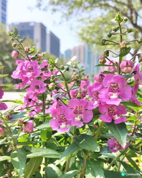 香彩雀陽光下初長成(多圖)
細細粒幻彩紫好可愛💜🪻