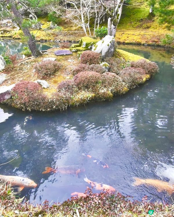 【京都遊嵐山】天龍寺🇯🇵禪意洗滌心靈之旅