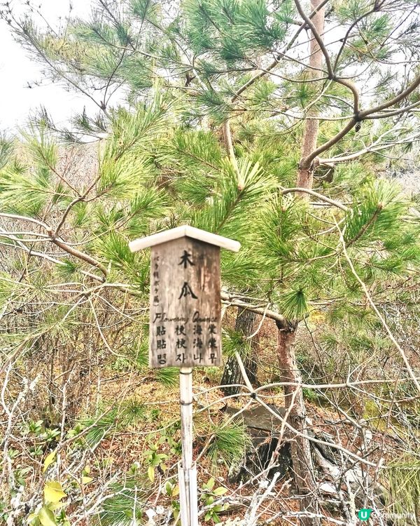 【京都遊嵐山】天龍寺🇯🇵禪意洗滌心靈之旅