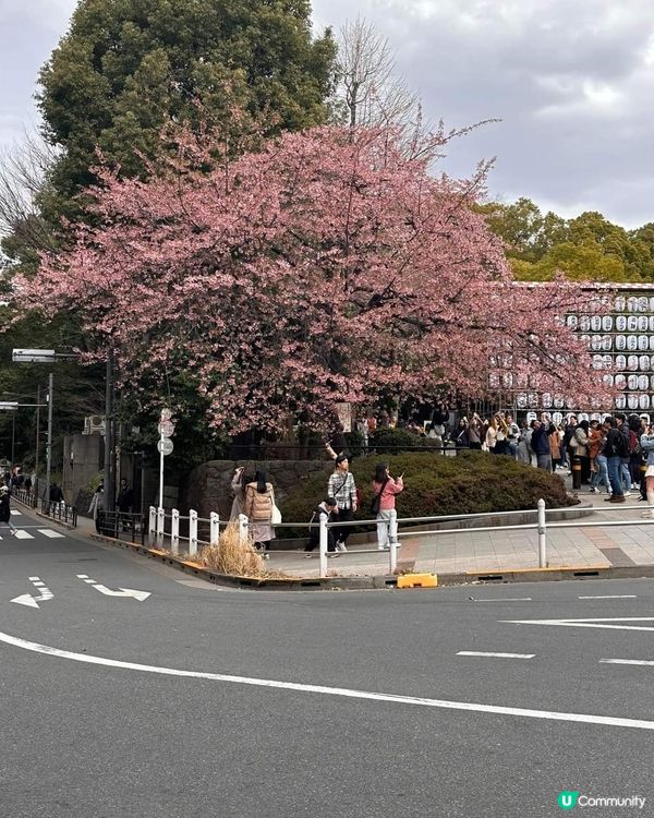 東京上野公園櫻花祭