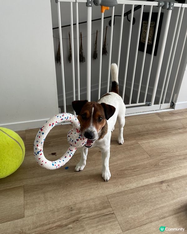 細狗身型大狗體能，我哋要去狗狗競技場訓練🐶🏋️！