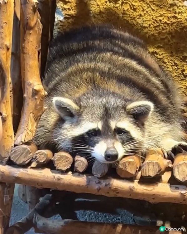 ｛佛山親子遊｝ 室內動物園