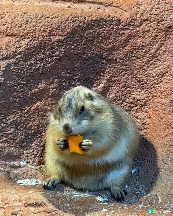 ｛佛山親子遊｝ 室內動物園