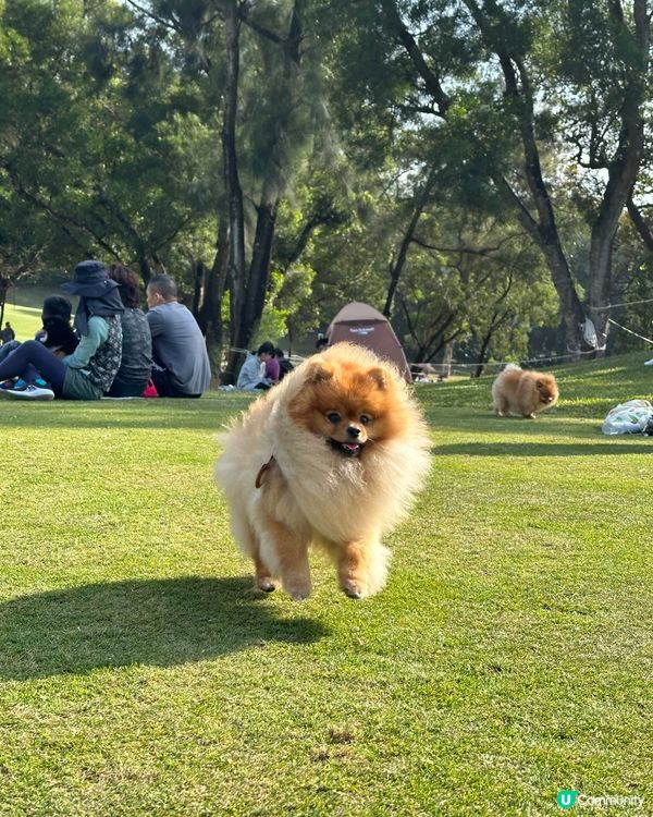 為食松松朋友🐶