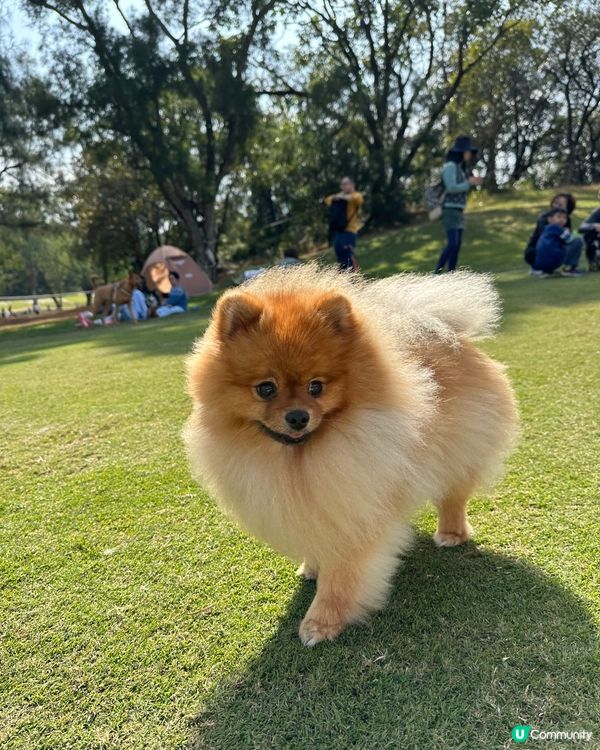 為食松松朋友🐶