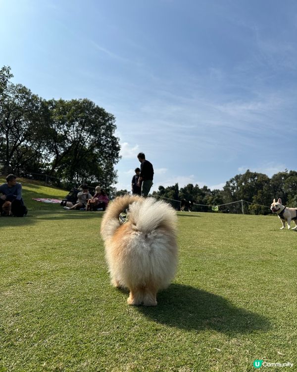 為食松松朋友🐶