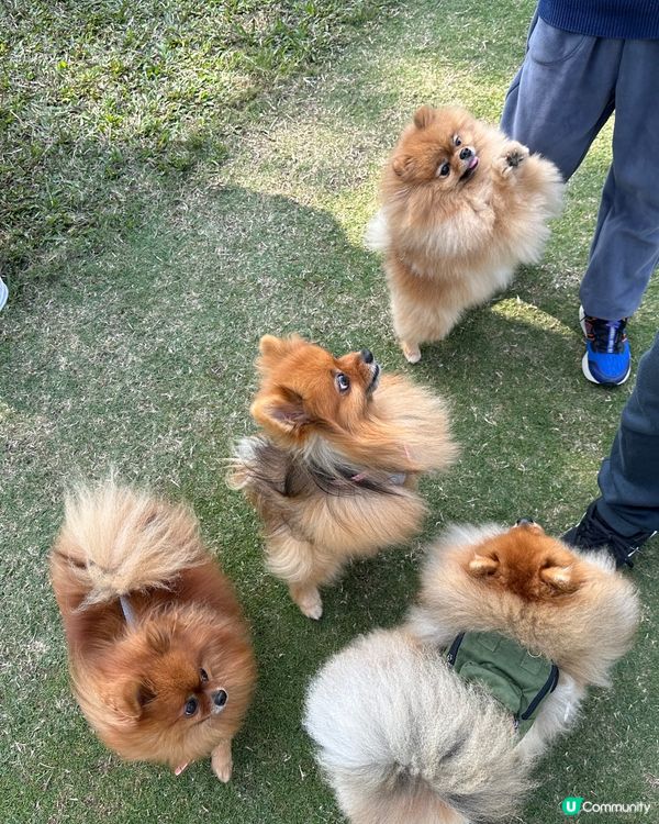 為食松松朋友🐶