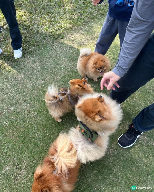 為食松松朋友🐶