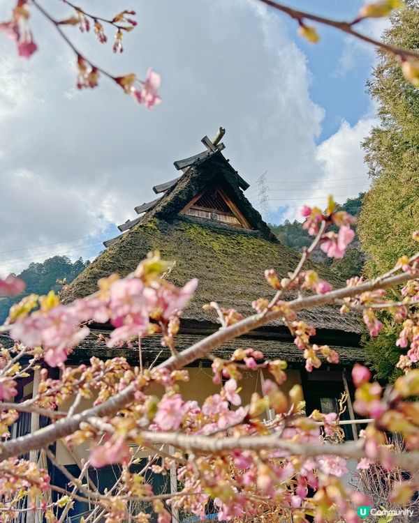 櫻花樹下賞日本三大茅葺部落之一｜京都美山茅屋