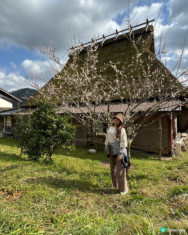 櫻花樹下賞日本三大茅葺部落之一｜京都美山茅屋