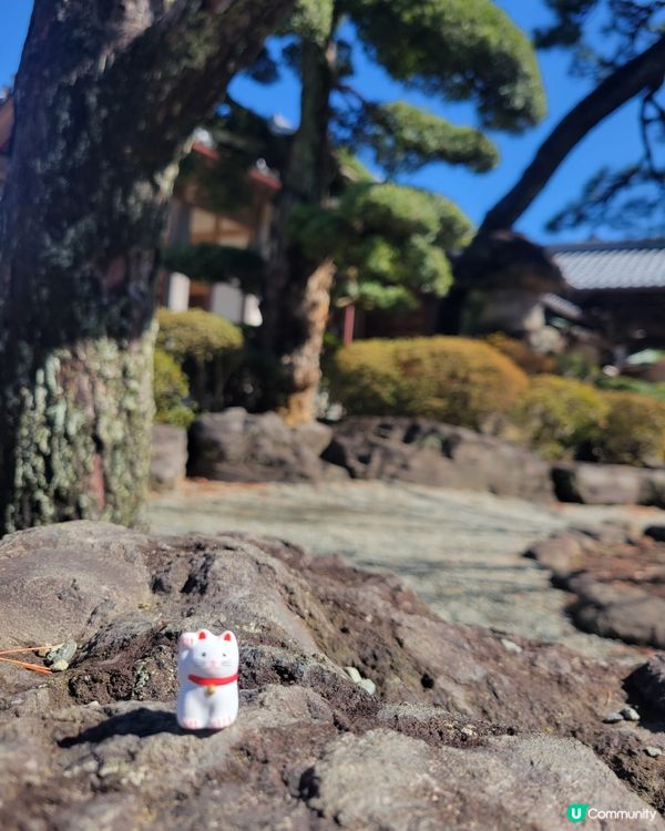 豪德寺 貓貓神社