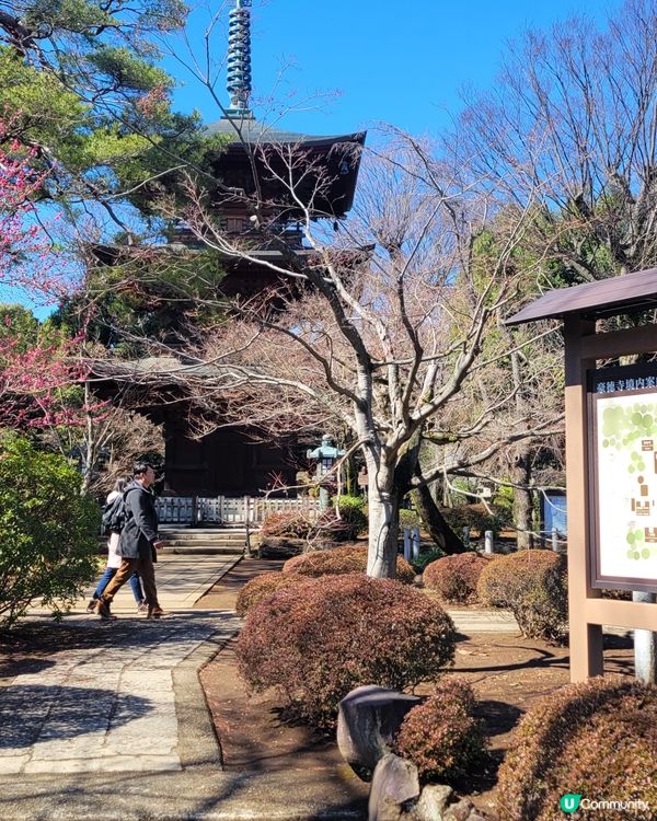 豪德寺 貓貓神社