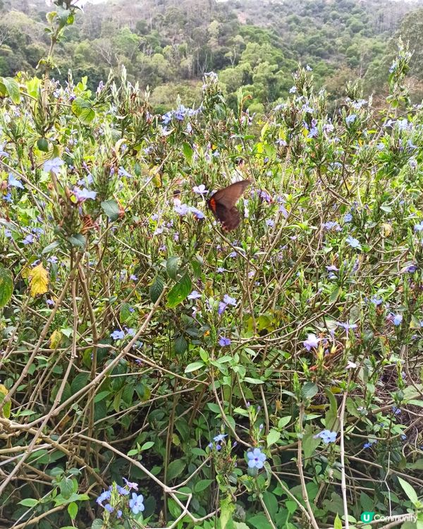 屯門小冷水蝴蝶保育區