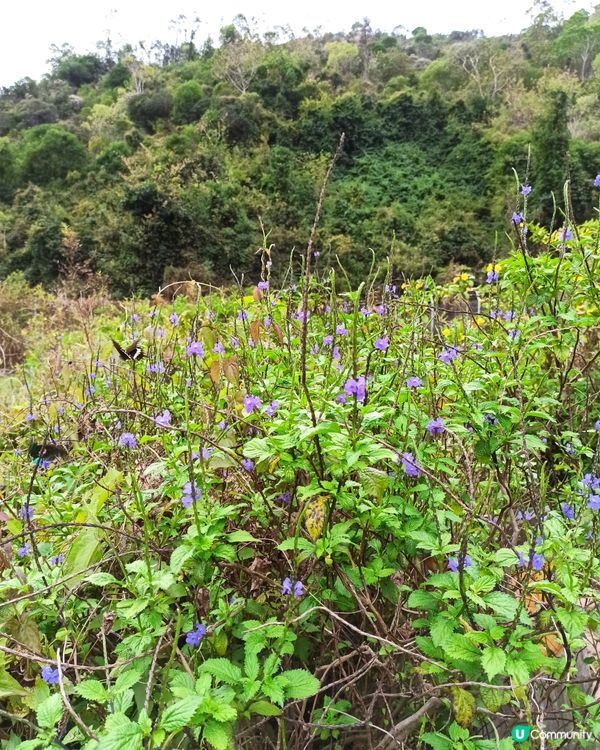 屯門小冷水蝴蝶保育區