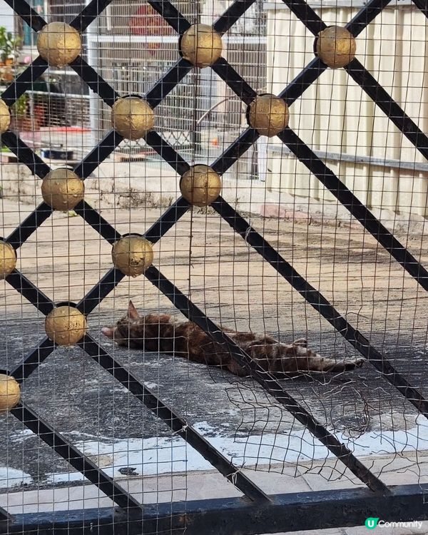 守门口的貓？吾系狗？