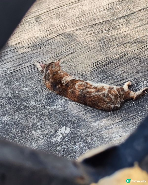 守门口的貓？吾系狗？