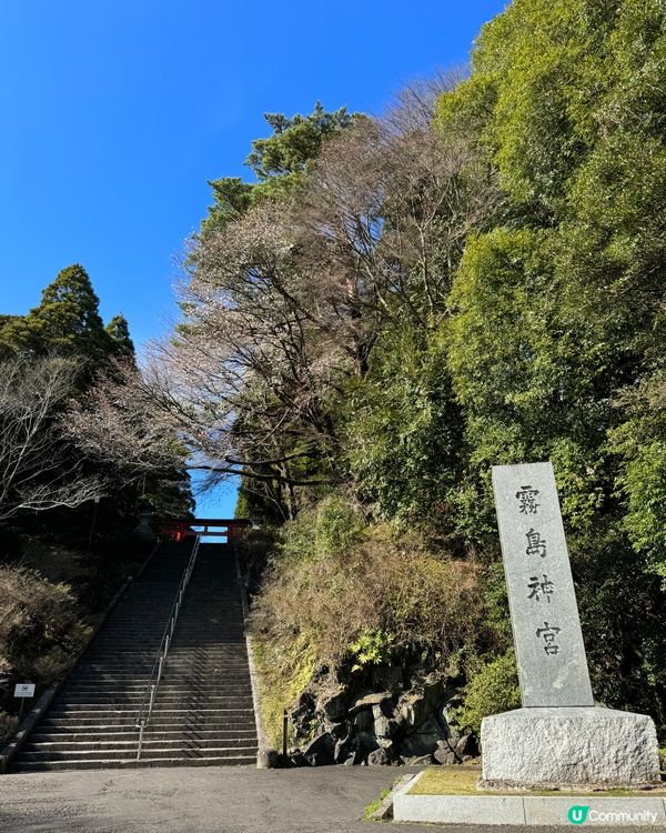 霧島神宮賞櫻🌸花