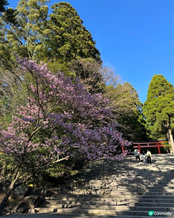 霧島神宮賞櫻🌸花