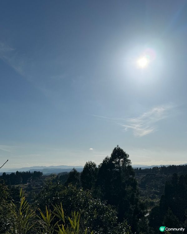 霧島神宮賞櫻🌸花