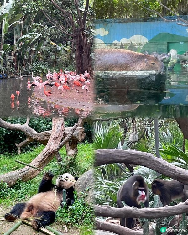 【廣州長隆超放電之旅 - Part 1】