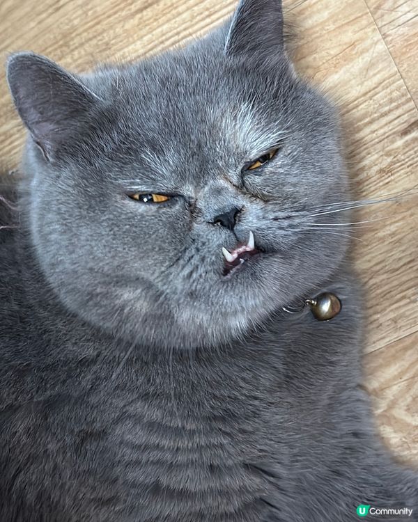 唔好阻我瞓覺得吾得🙄😴