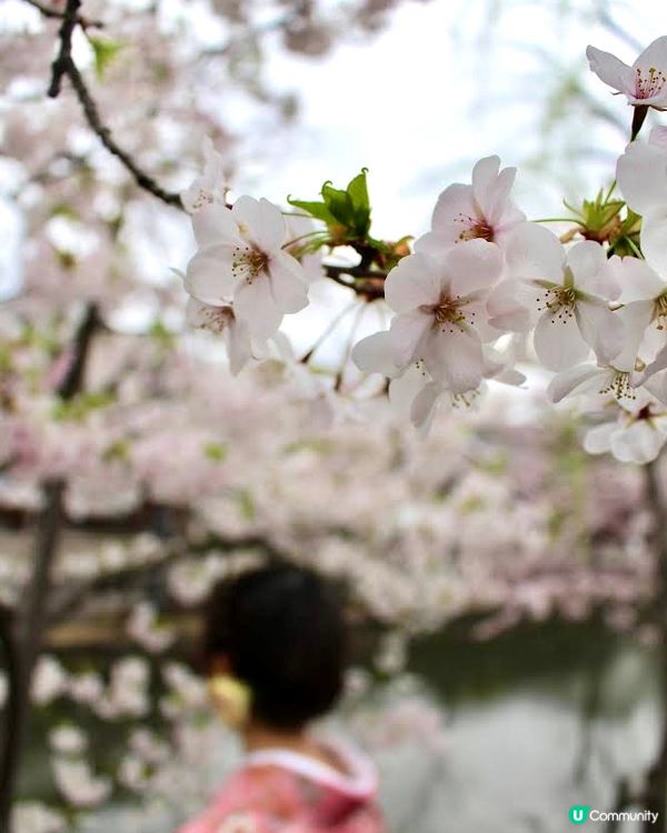 日本岡山🍑古式街景🏘️櫻花🌸和服👘水鄉❣️