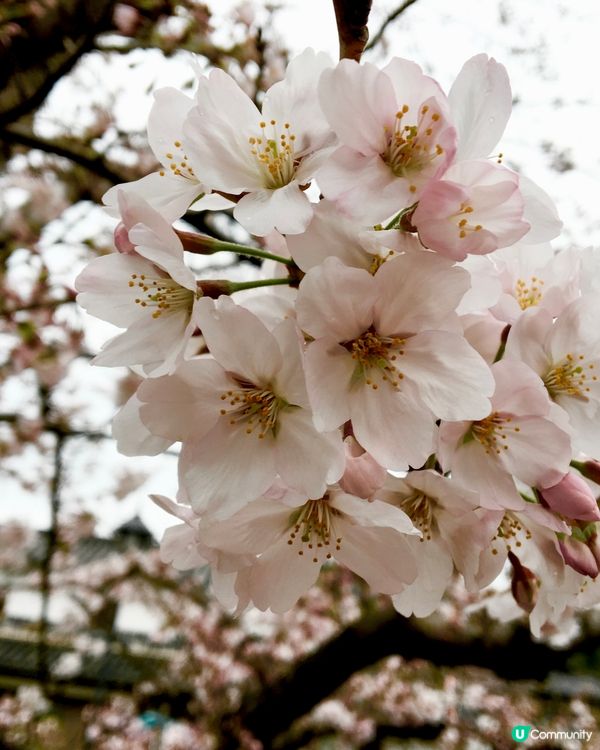 日本岡山🍑古式街景🏘️櫻花🌸和服👘水鄉❣️