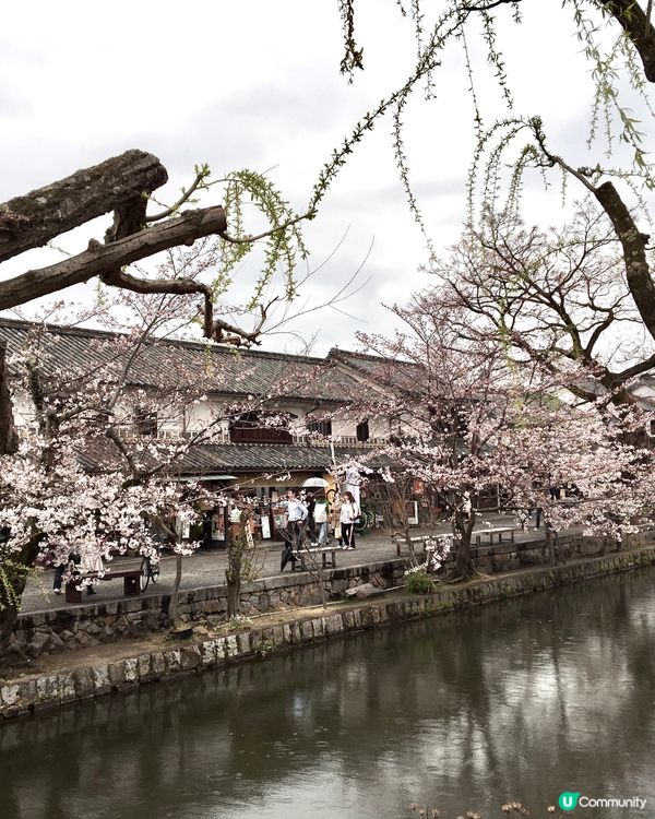 日本岡山🍑古式街景🏘️櫻花🌸和服👘水鄉❣️