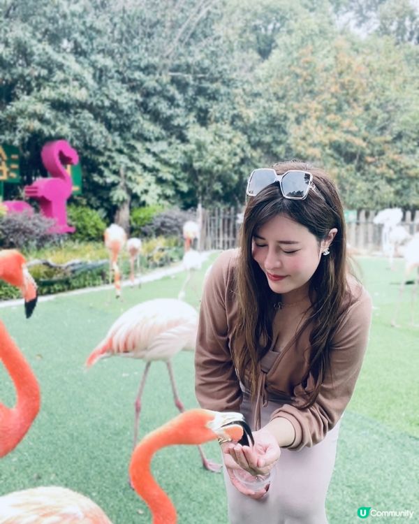 💖上海野生動物園💖 中意同動物互動嘅你真心必去💕