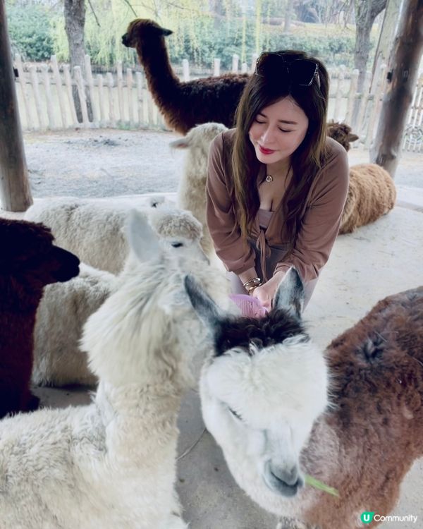 💖上海野生動物園💖 中意同動物互動嘅你真心必去💕