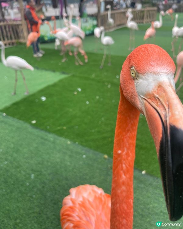 💖上海野生動物園💖 中意同動物互動嘅你真心必去💕