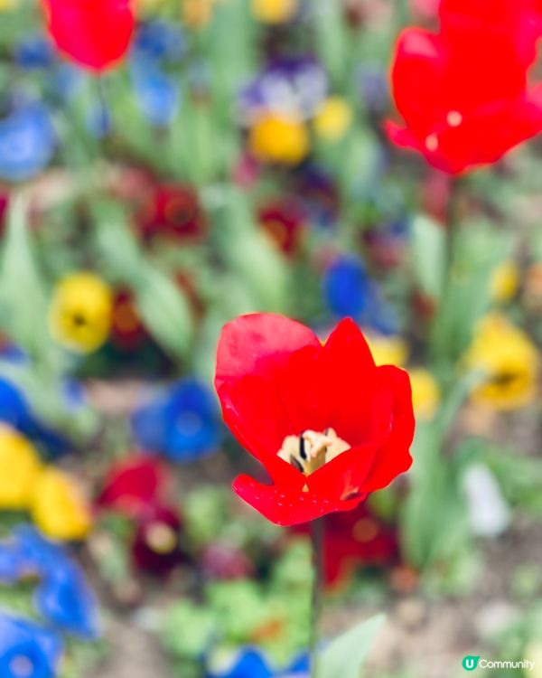 💖上海野生動物園💖 中意同動物互動嘅你真心必去💕