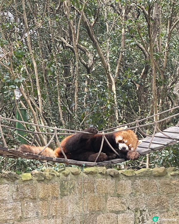 💖上海野生動物園💖 中意同動物互動嘅你真心必去💕
