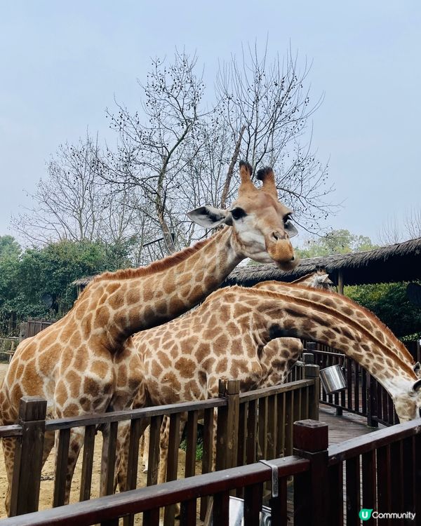 💖上海野生動物園💖 中意同動物互動嘅你真心必去💕