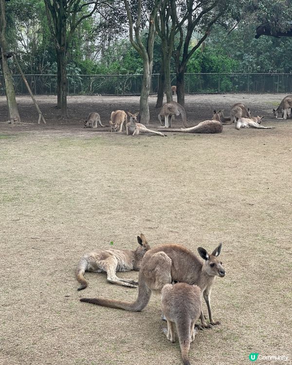 💖上海野生動物園💖 中意同動物互動嘅你真心必去💕