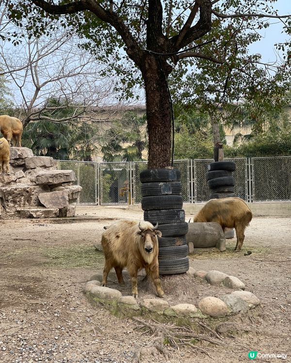 💖上海野生動物園💖 中意同動物互動嘅你真心必去💕