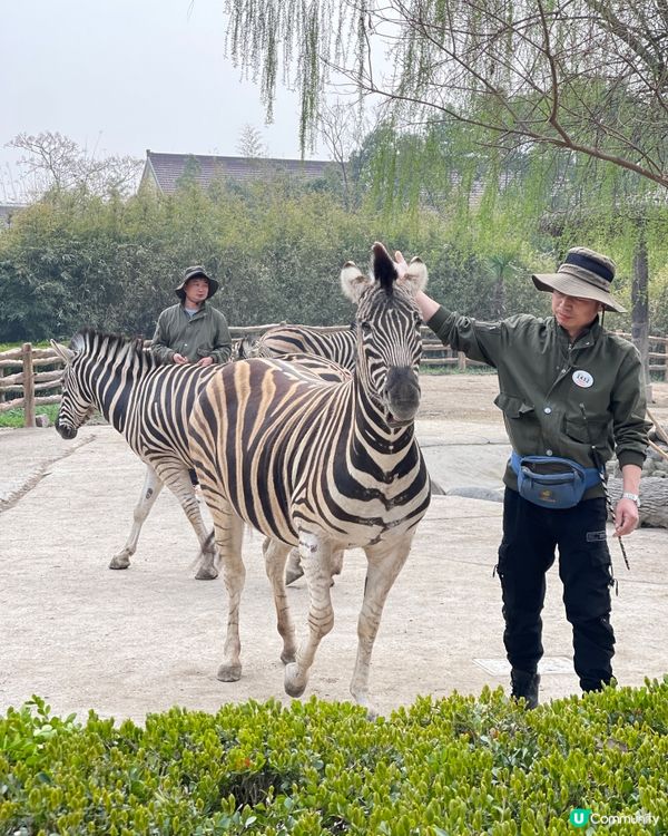 💖上海野生動物園💖 中意同動物互動嘅你真心必去💕