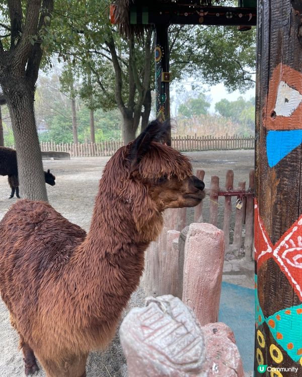 💖上海野生動物園💖 中意同動物互動嘅你真心必去💕