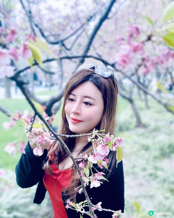 打卡櫻花、鬱金香．．賞花必去上海靜安雕塑公園