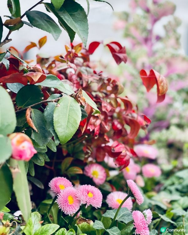 打卡櫻花、鬱金香．．賞花必去上海靜安雕塑公園