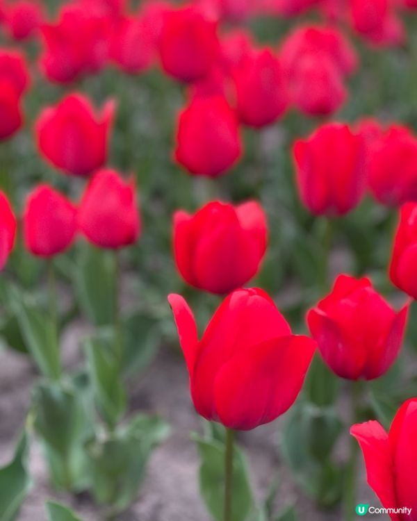 打卡櫻花、鬱金香．．賞花必去上海靜安雕塑公園