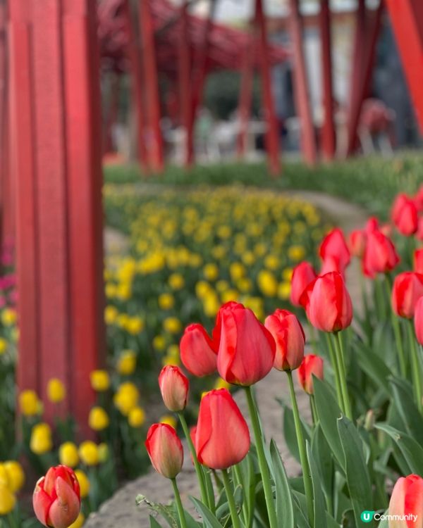 打卡櫻花、鬱金香．．賞花必去上海靜安雕塑公園