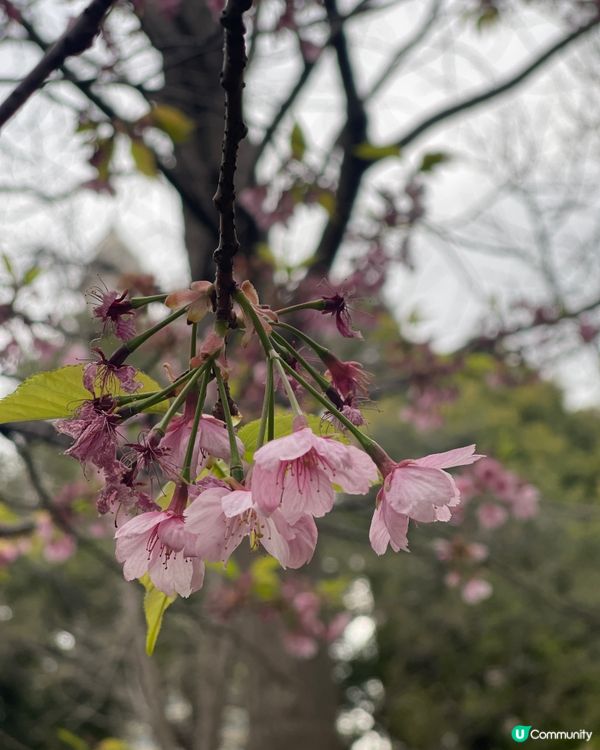 打卡櫻花、鬱金香．．賞花必去上海靜安雕塑公園