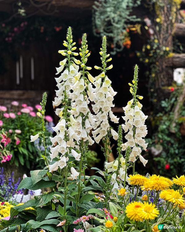 打卡消遣好去處😎「香港花卉展覽2024」🌸