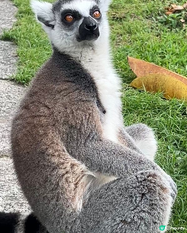 ｛深圳親子遊｝ 深圳野生動物園攻略