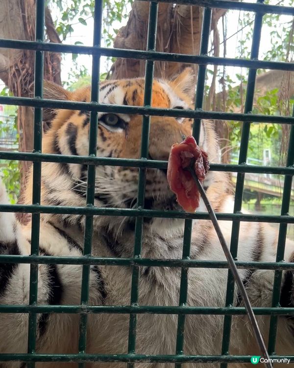 ｛深圳親子遊｝ 深圳野生動物園攻略