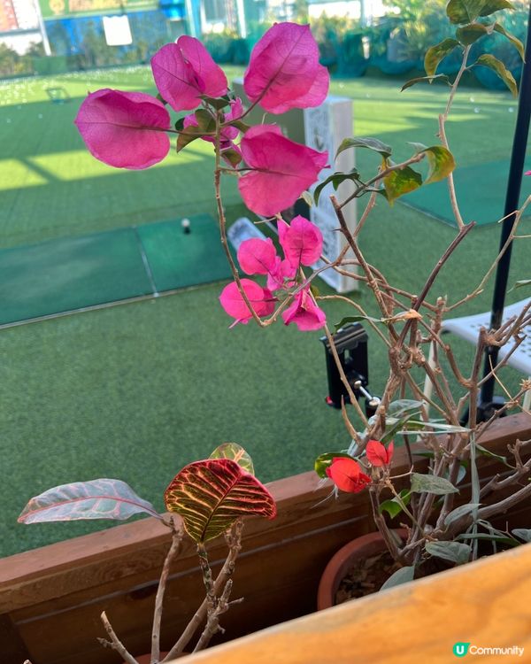 【深圳龍崗區】高爾夫球試玩體驗，有機會再去