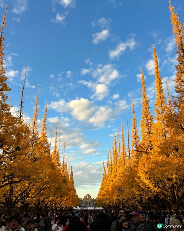 明治神宮外苑賞楓 